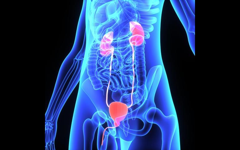 Illustration of UROLOGY